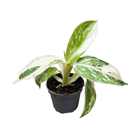 Philodendron 'Jose Buono'