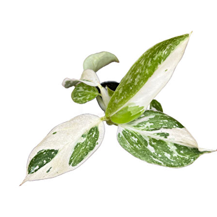 Philodendron 'Jose Buono'