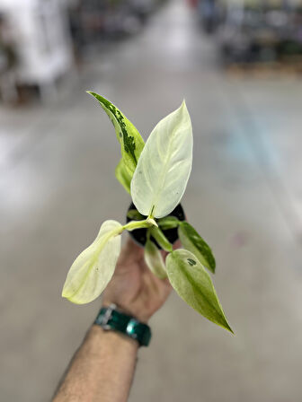 Philodendron 'Jose Buono'