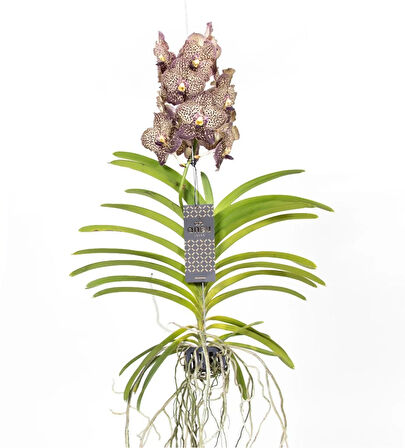 Vanda Sunanda 'Ocelot Mocha' (Vanda Orkide)