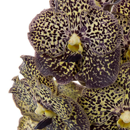 Vanda Sunanda 'Ocelot Mocha' (Vanda Orkide)