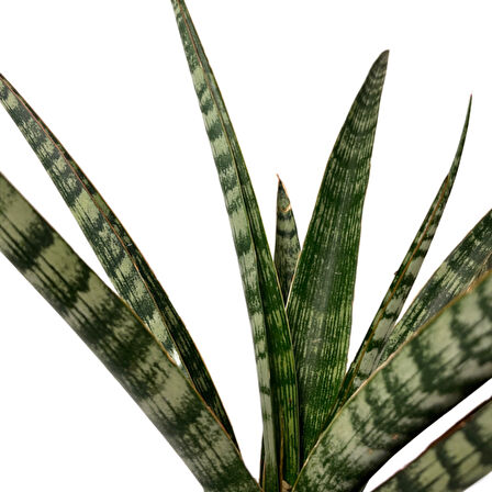 Sansevieria 'Silver Steel' (Paşa Kılıcı)