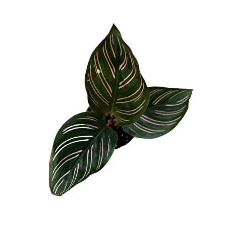 Calathea Ornata 'Sanderiana' (Dua Çiçeği)