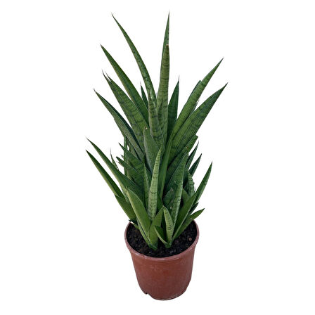 Sansevieria 'Tough Lady' (Paşa Kılıcı)