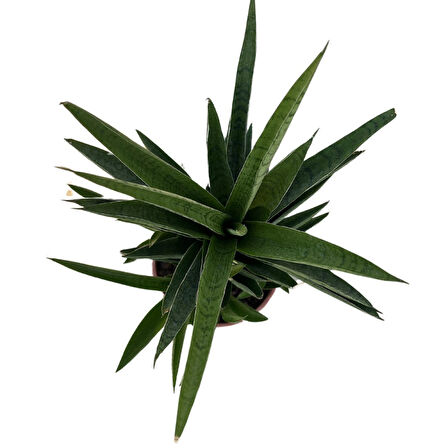 Sansevieria 'Tough Lady' (Paşa Kılıcı)