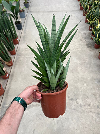 Sansevieria 'Tough Lady' (Paşa Kılıcı)