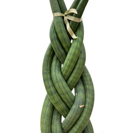 Sansevieria Gevlochten (Paşa Kılıcı)