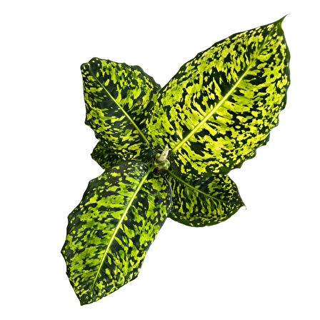 Dieffenbachia Reflector (Difenbahya)