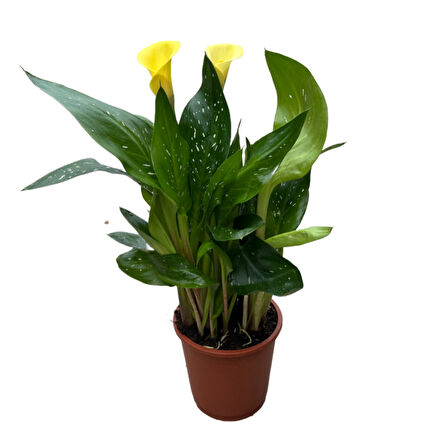 Calla Lilly (4'lü Set) (Gala Çiçeği)