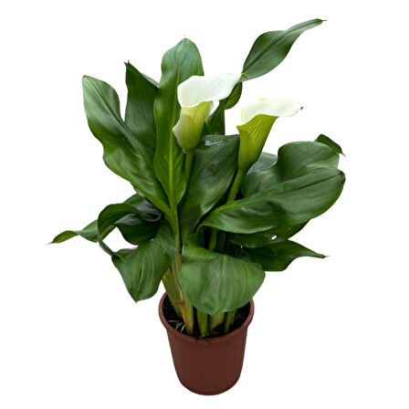 Calla Lilly (4'lü Set) (Gala Çiçeği)