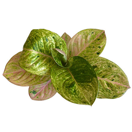 Aglaonema 'Apple Fantasy' (Çin Herdemyeşili)