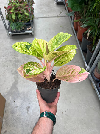 Aglaonema 'Apple Fantasy' (Çin Herdemyeşili)
