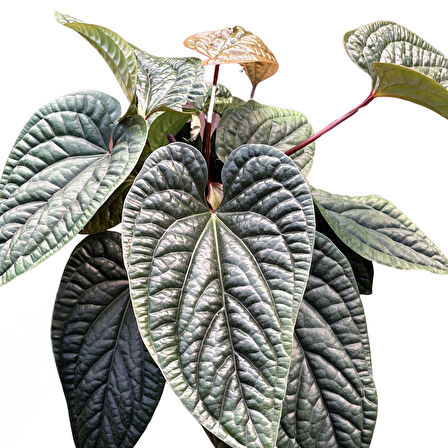 Anthurium Luxurians X Radicans