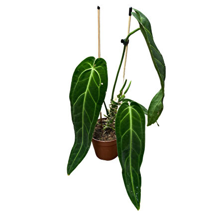 Anthurium Warocqueanum