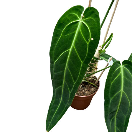 Anthurium Warocqueanum