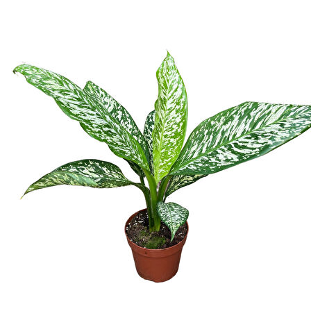 Dieffenbachia 'White Etna' (Difenbahya Çiçeği)