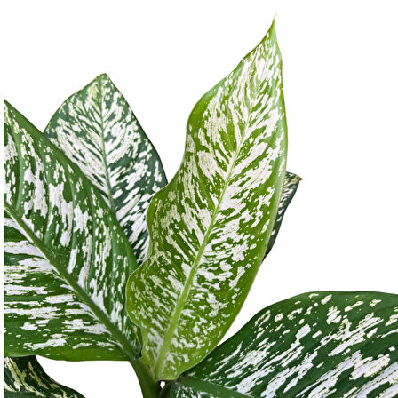 Dieffenbachia 'White Etna' (Difenbahya Çiçeği)