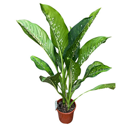 Dieffenbachia 'Crocodile' (Difenbahya Çiçeği)