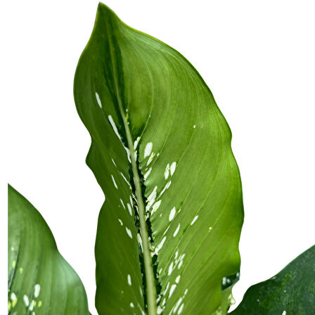 Dieffenbachia 'Crocodile' (Difenbahya Çiçeği)