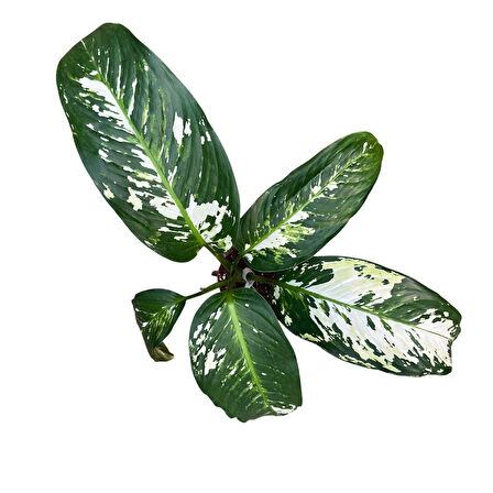 Dieffenbachia 'Yellow Star' (Difenbahya Çiçeği)