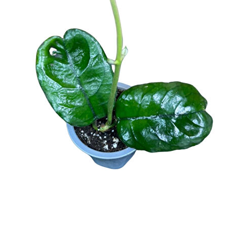 Hoya Villosa (Mum Çiçeği)