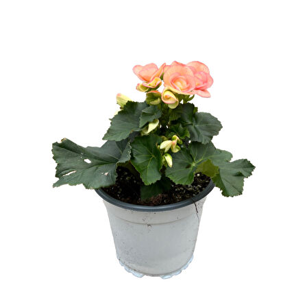 Begonia Elatior 'Pinkish' (Katmerli Begonya)