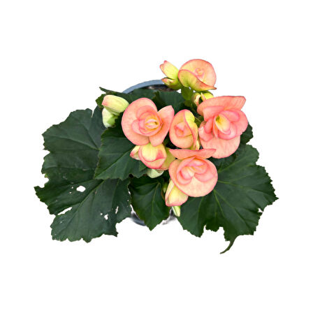 Begonia Elatior 'Pinkish' (Katmerli Begonya)