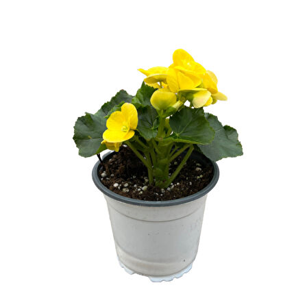 Begonia Elatior 'Yellow' (Katmerli Begonya)