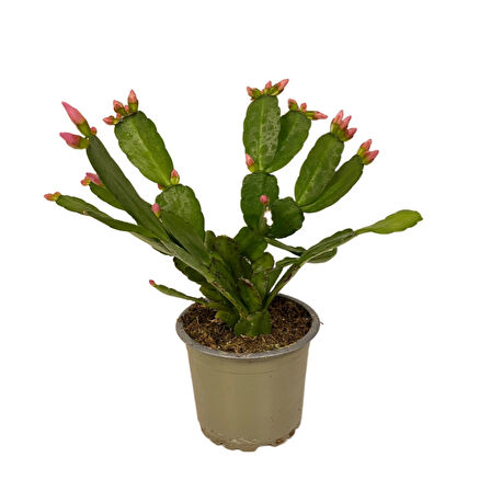 Rhipsalidopsis Gaertneri 'Pink' (Paskalya Çiçeği)