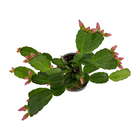 Rhipsalidopsis Gaertneri 'Pink' (Paskalya Çiçeği)
