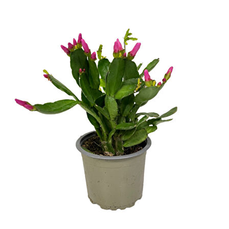 Rhipsalidopsis Gaertneri 'Purple' (Paskalya Çiçeği)