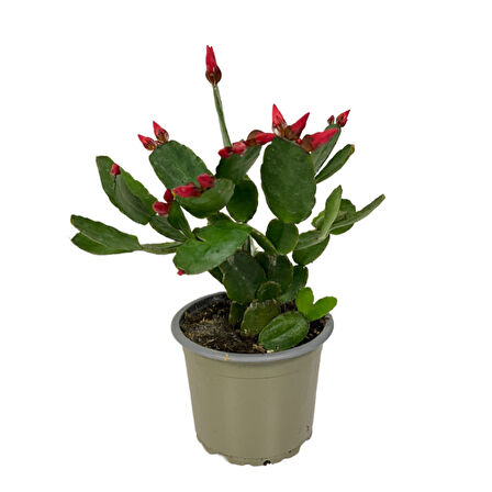 Rhipsalidopsis Gaertneri 'Red' (Paskalya Çiçeği)