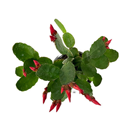 Rhipsalidopsis Gaertneri 'Red' (Paskalya Çiçeği)