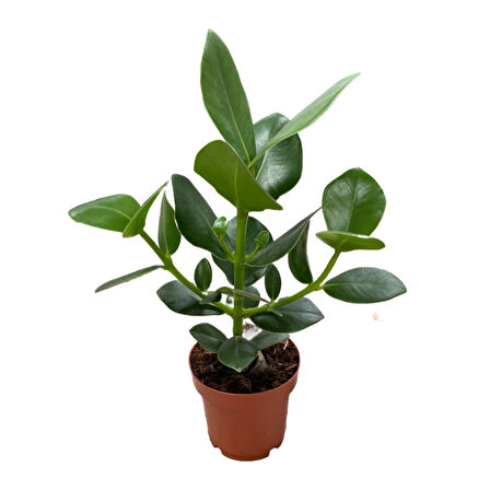 Clusia Rosea (İmza Çiçeği)