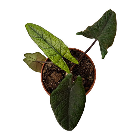 Alocasia Scalprum (Fil Kulağı)