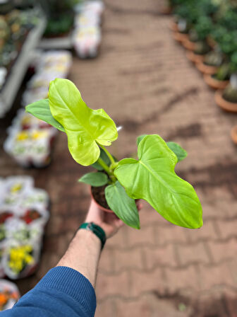 Philodendron Bipennifolium 'Gold Violin'