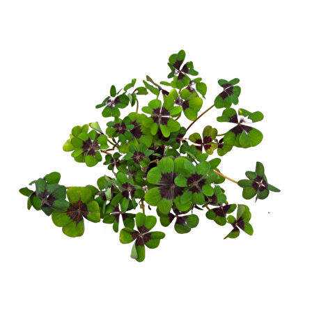 Oxalis Deppei (Süs Yoncası)