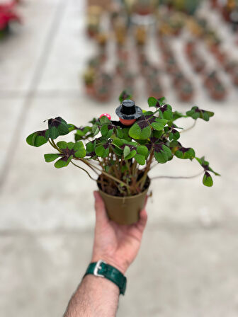 Oxalis Deppei (Süs Yoncası)