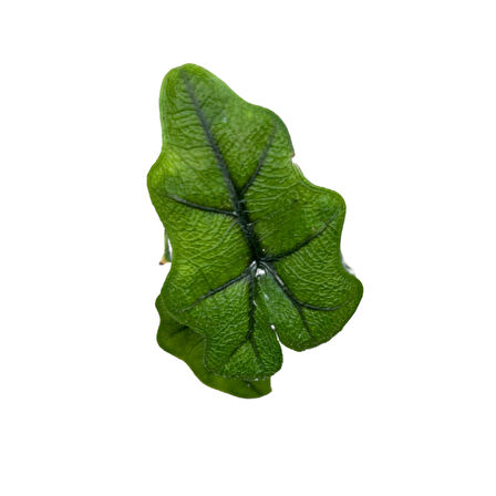 Alocasia Jacklyn (Fil Kulağı)