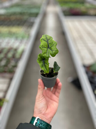 Alocasia Jacklyn (Fil Kulağı)