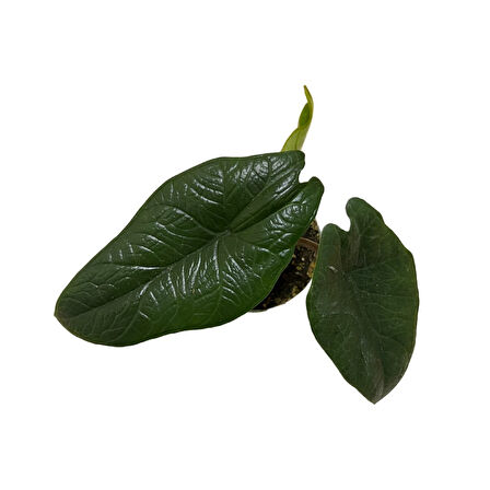 Alocasia Scalprum (Fil Kulağı)