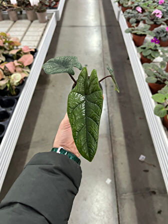 Alocasia Scalprum (Fil Kulağı)