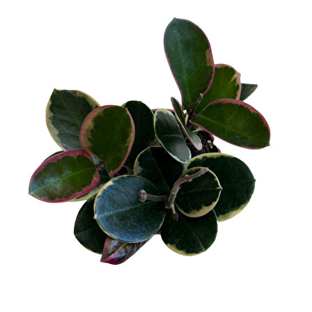 Hoya Australis 'Blondie' (Mum Çiçeği)