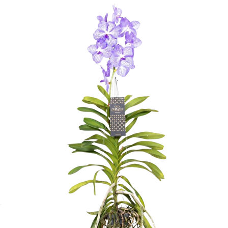 Vanda Kanchana 'Angelite' (Vanda Orkide)