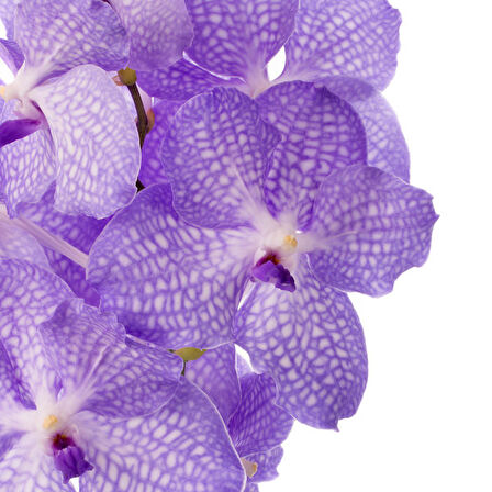 Vanda Kanchana 'Angelite' (Vanda Orkide)