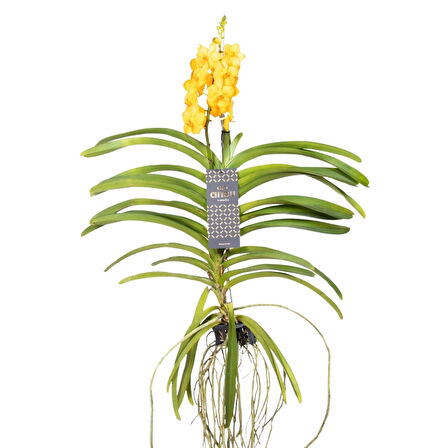 Vanda Natcha 'Princess Orange' (Vanda Orkide)