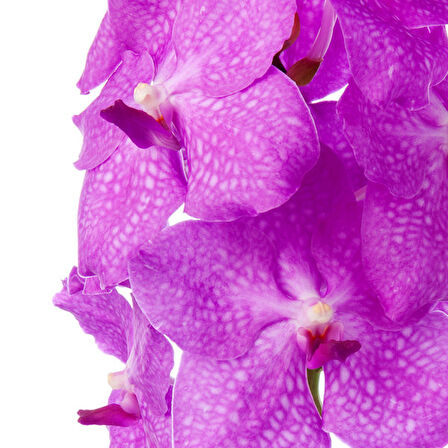 Vanda Nitaya 'Candy Pink' (Vanda Orkide)