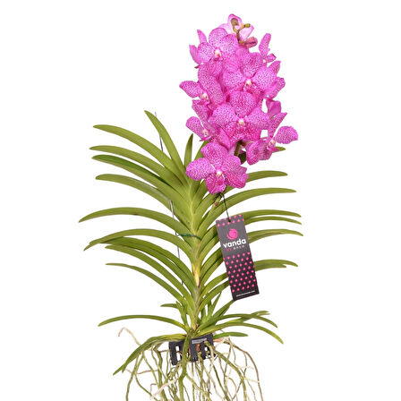 Vanda Nitaya 'Rosy' (Vanda Orkide)