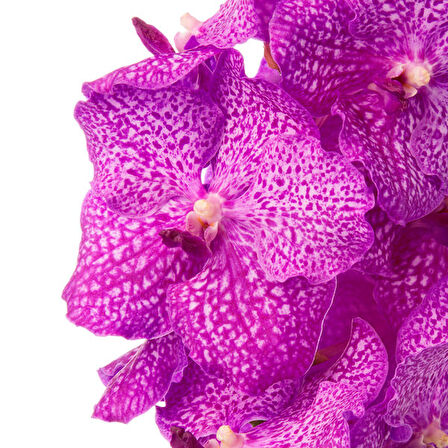 Vanda Nitaya 'Rosy' (Vanda Orkide)
