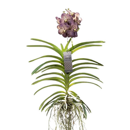 Vanda Sunanda 'Chocolate Brown' (Vanda Orkide)